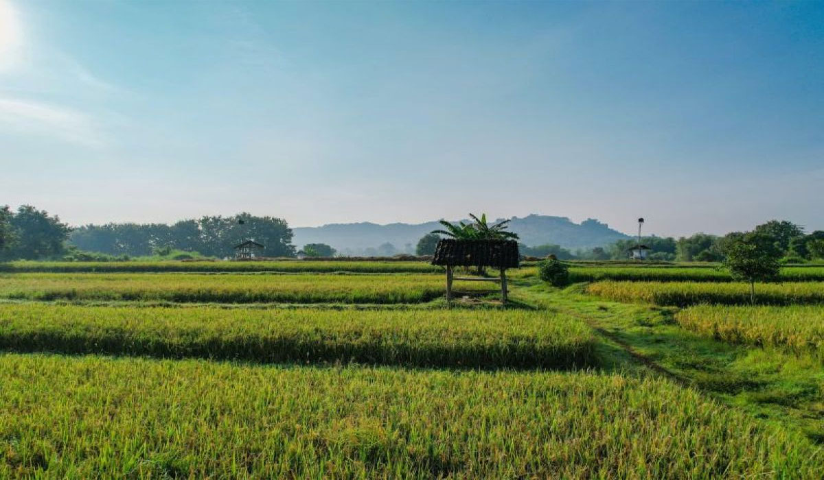 Bikin Kaget! Alih Fungsi Sawah Kini Dibatasi Ketat Demi Ketahanan Pangan Nasional